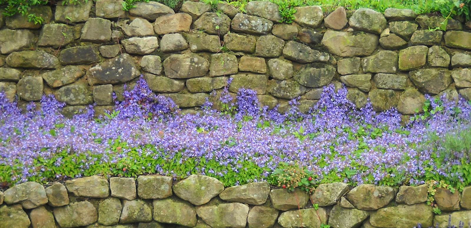 Foto: alte Mauer mit Bepflanzung
